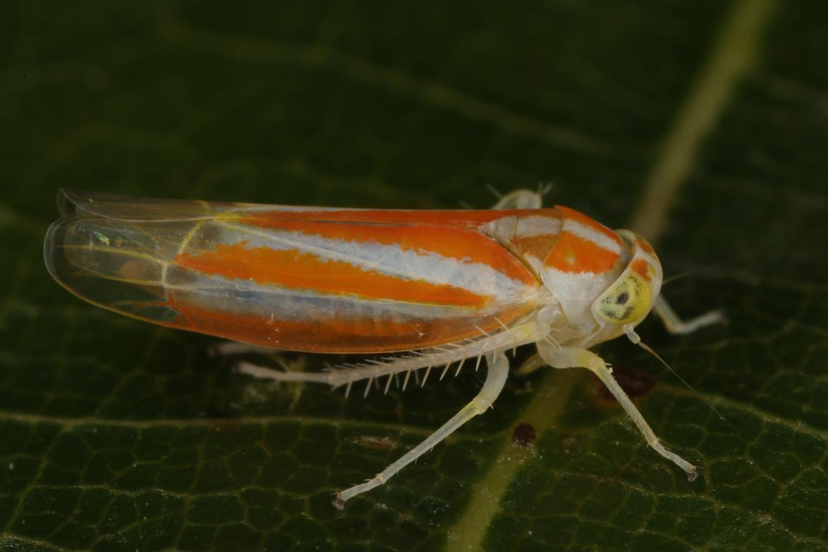 Große Augenblattzikade (Alebra albostriella) Foto: Egon Lind