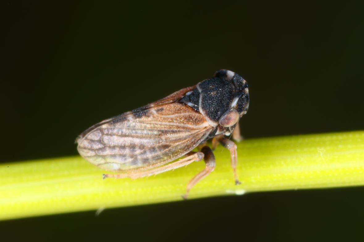 Gemeine Kappenzikade (Megophthalmus scanicus) Foto: Egon Lind