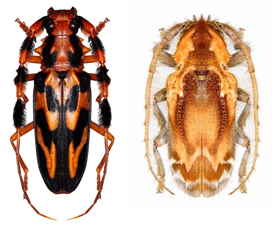 Zwei Bockkäfer aus Französisch-Guayana: Batus barbicornis (li.) und Desmiphora nigroannulata (re.). © Herbert Schmid.