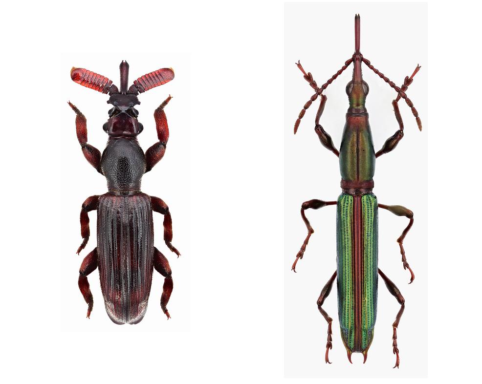 Langkäfer (Brentidae) sind eng mit Rüsselkäfern verwandt: Myrmecobrenthus wasmanni aus Kamerun (links) und Teramocerus forficula aus Ecuador. © Herbert Schmid. 