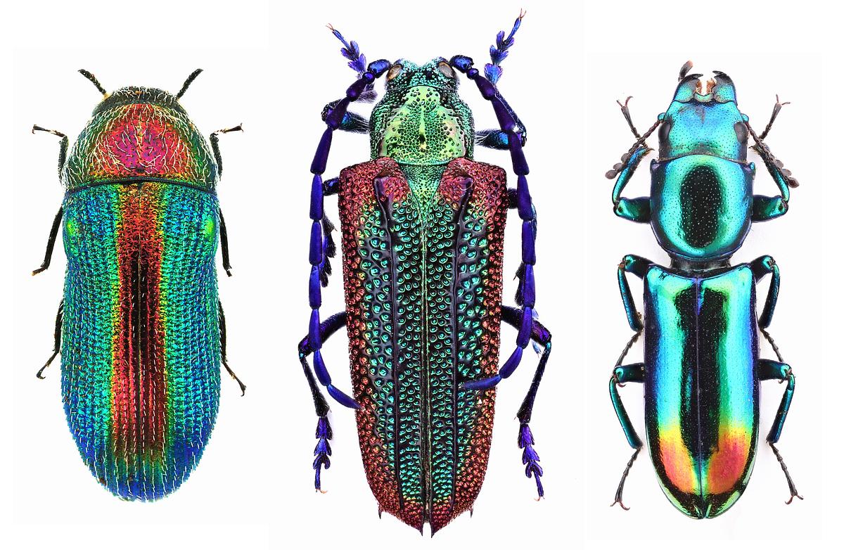 Metallfarben findet man bei verschiedensten Käfern. Hier sehen wir je einen Prachtkäfer (Acmaeodera foudrasi aus Äthiopien), Bockkäfer (Oxypeltus quadrispinosus aus Chile) und Jagdkäfer (Temnoscheila splendida aus Französisch-Guayana). © Herbert Schmid.