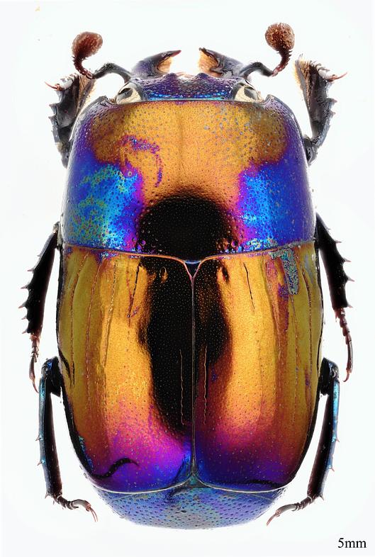 Nur selten sind Stutzkäfer schillernd-bunt wie diese Saprinus-Art aus Kamerun. © Herbert Schmid.