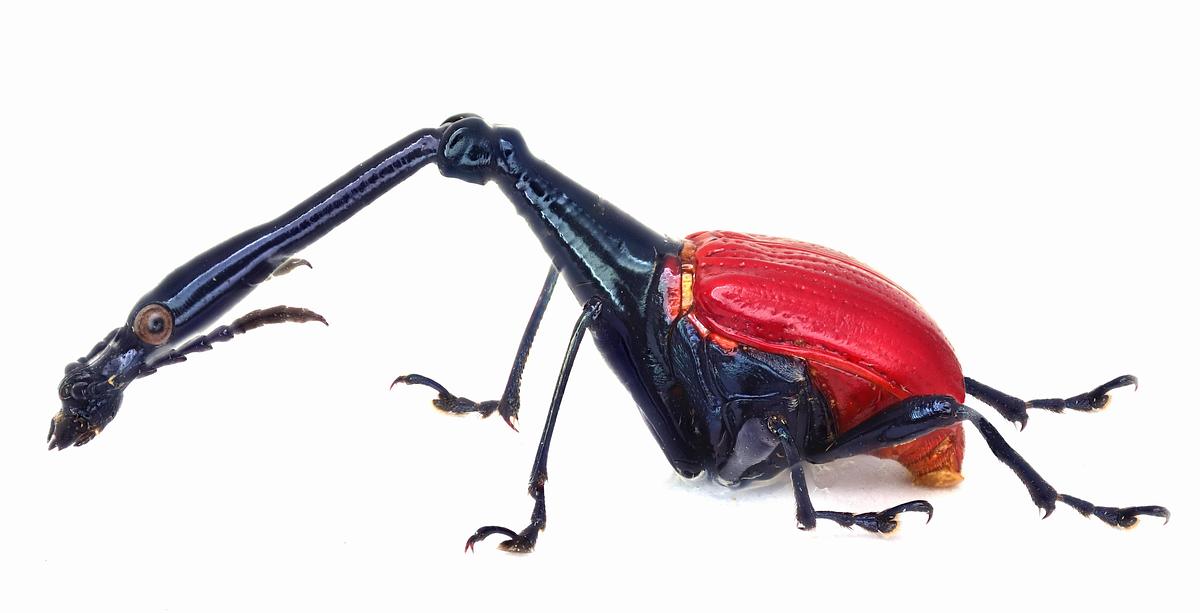 Den ungewöhnlichen Giraffenhalskäfer (Trachelophorus giraffa) findet man nur auf Madagaskar. © Herbert Schmid.
