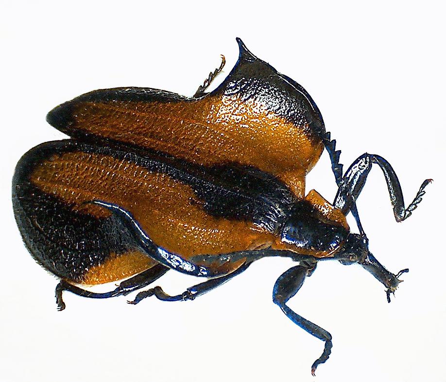Ein Rotdeckenkäfer (Lycidae) aus Kamerun. © Herbert Schmid.