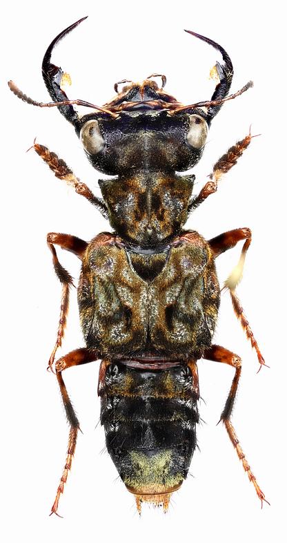 Männchen des Raubkäfers Leistotrophus versicolor besitzen besonders lange Kiefer (Exemplar aus Ecuador). © Herbert Schmid.