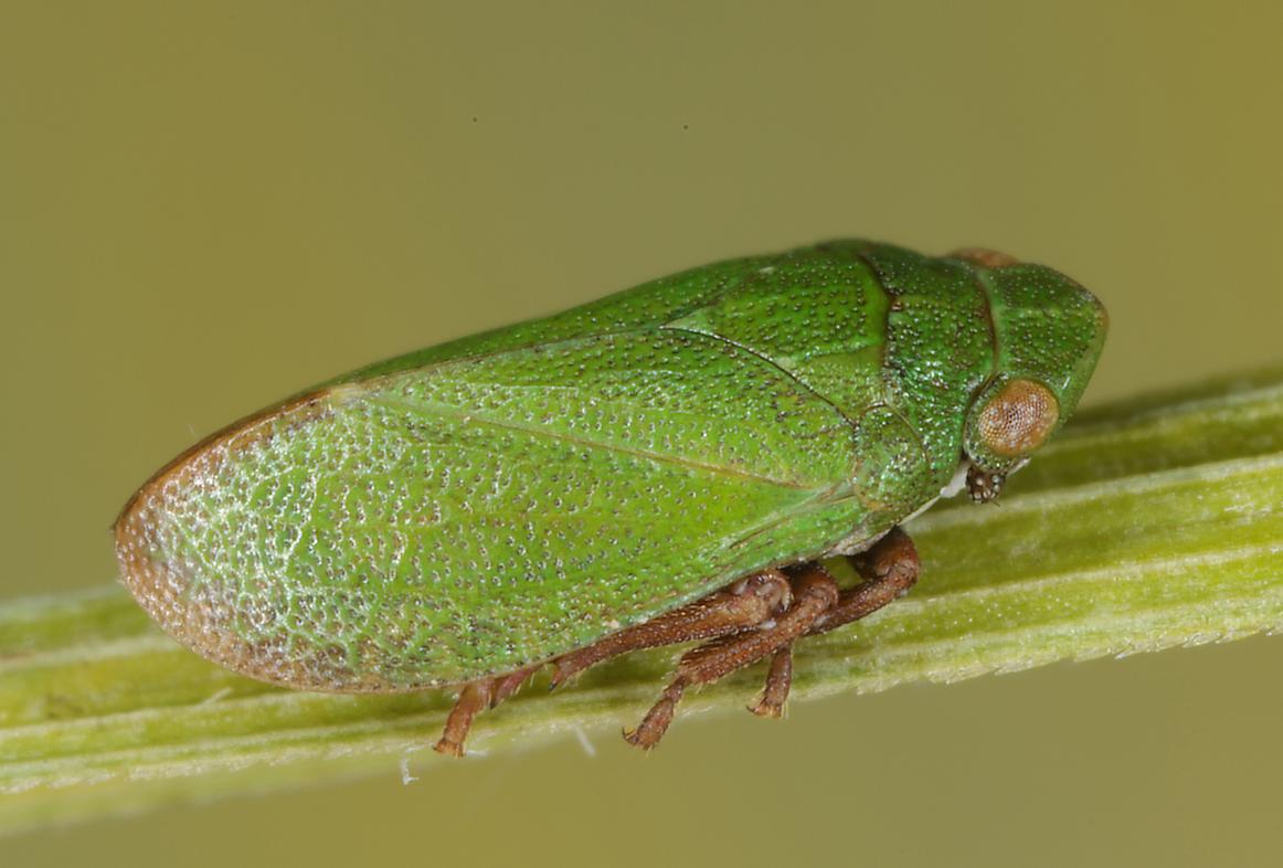 Grüne Ameisenzikade (Tettigometra virescens) Foto: Egon Lind