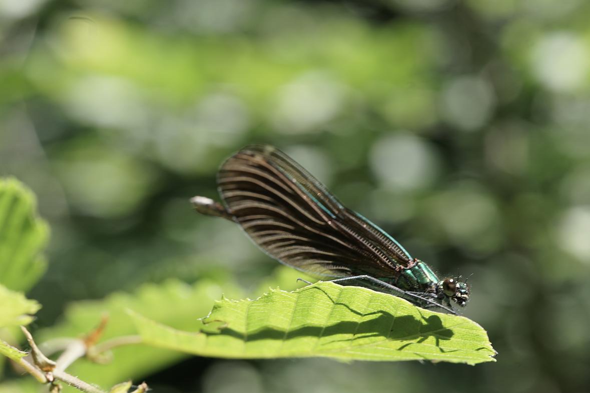 Foto: Paul Steinhauer