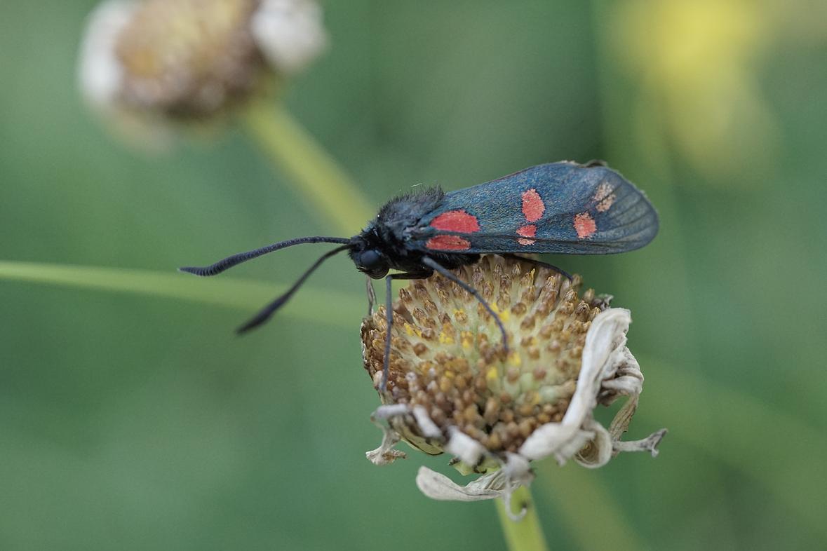 Foto: Paul Steinhauer