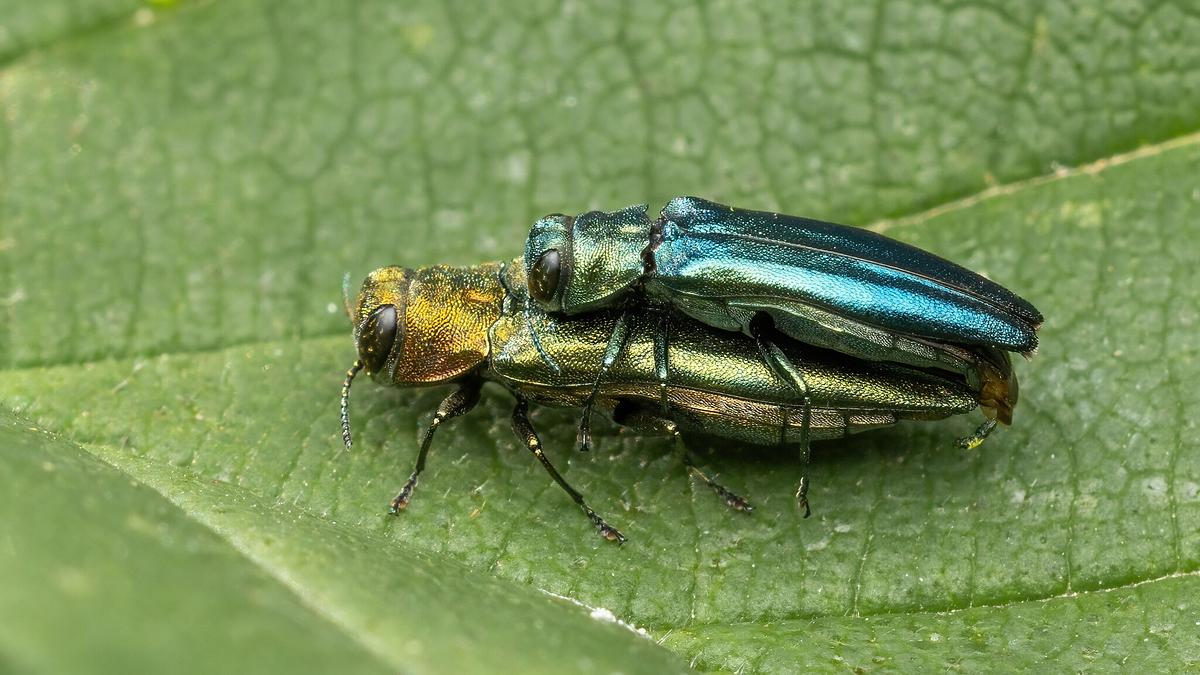 Prachtkäfer (Agrilus auricollis) Foto: Per Hoffmann Olsen