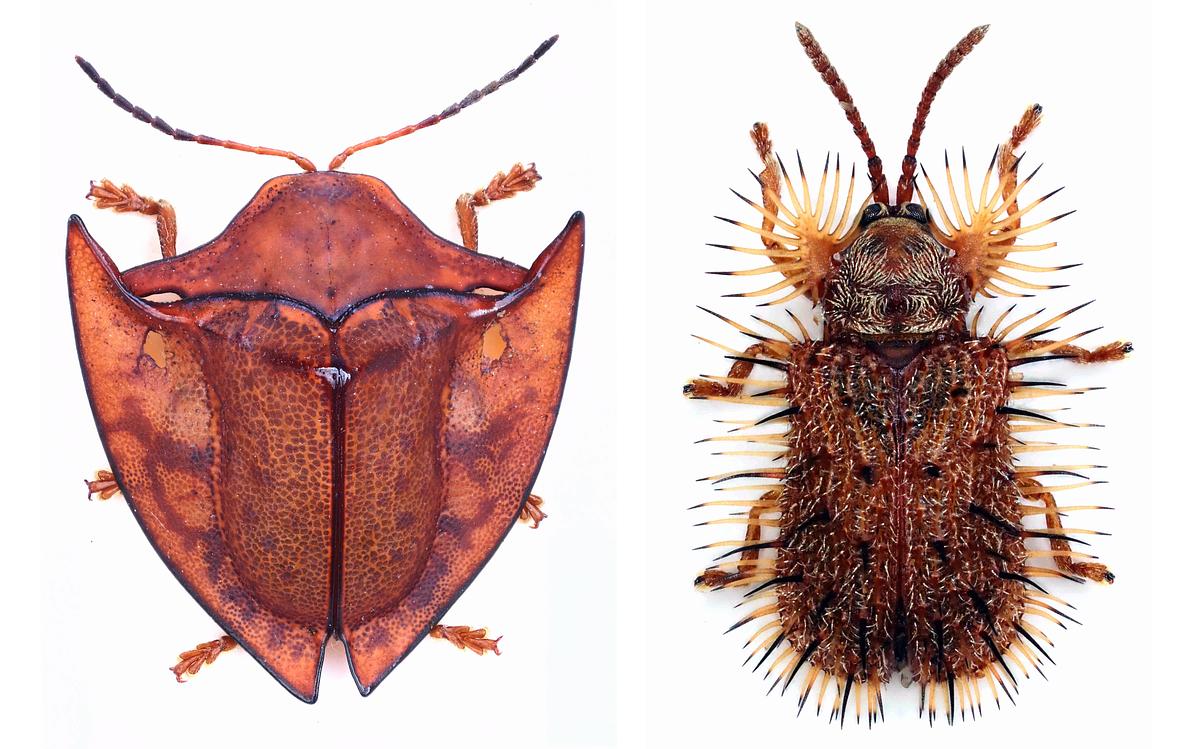 Trotz ihres unterschiedlichen Aussehens sind Schildkäfer und Igelkäfer nahe Verwandte in der Familie der Blattkäfer (Chrysomelidae): Acromis spinifex aus Französisch-Guayana (li.) und Dicladispa comata (re.) aus Äthiopien. © Herbert Schmid.