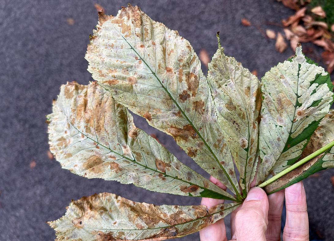Blatt einer Rosskastanie (Aesculus hippocastanum) aus dem Wiener Volksgarten. Es ist vollständig von Larven der Kastanienminiermotte befallen, wodurch es ein weißliches Aussehen erhält. (Foto: Carlos Lopez-Vaamonde, Oktober 2025)