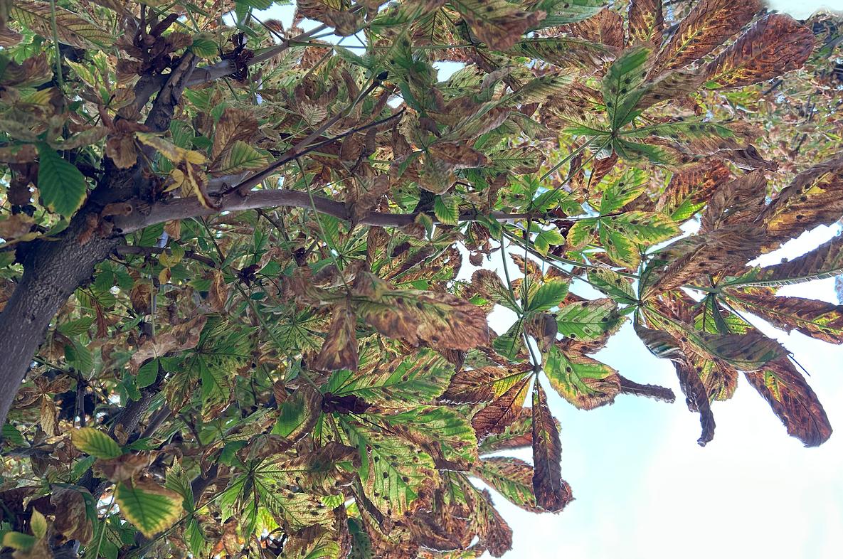 Ansicht von Rosskastanienblättern im Wiener Volksgarten, die stark von Cameraria ohridella befallen sind. Beachten Sie die Kokons, die als dunkle Flecken auf den bräunlichen Blättern zu sehen sind. (Foto: Carlos Lopez-Vaamonde, Oktober 2025)