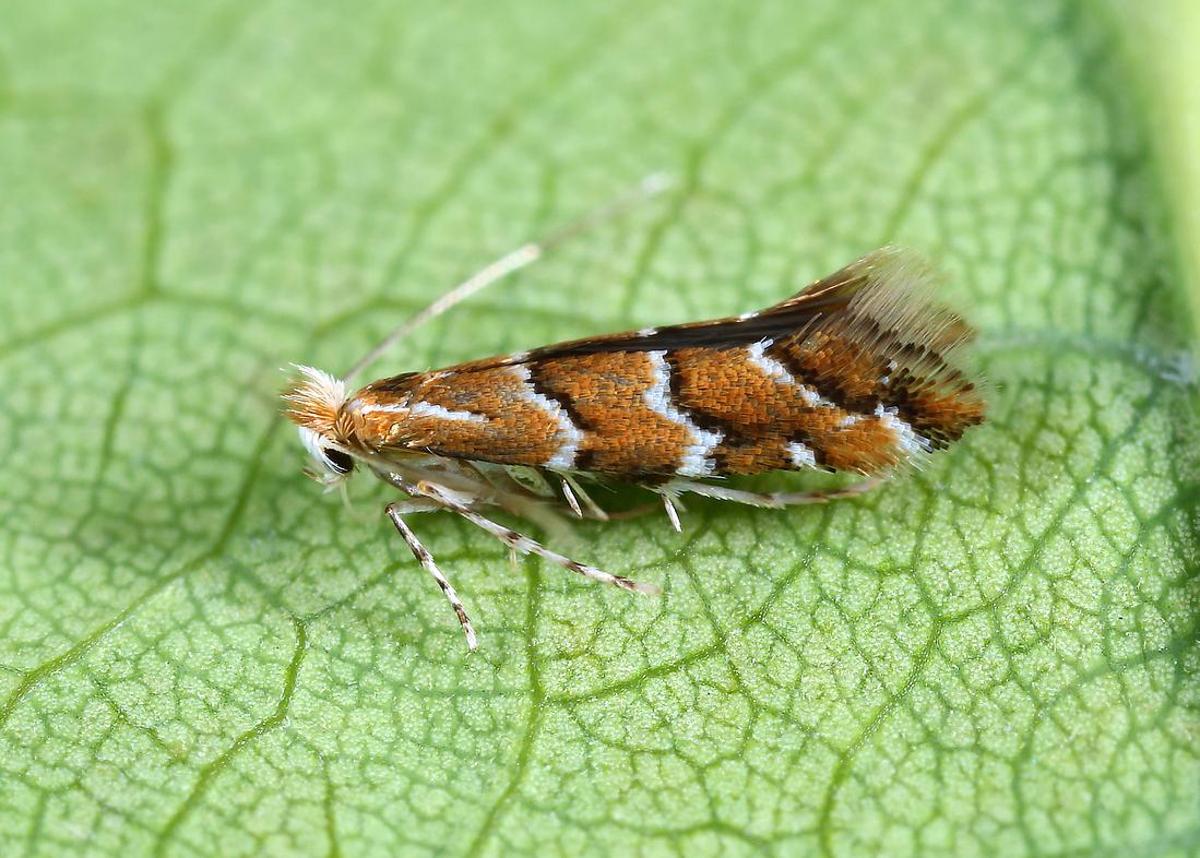 Seitenansicht einer erwachsenen Cameraria ohridella auf einem Rosskastanienblatt. (Foto: Michel Billard)