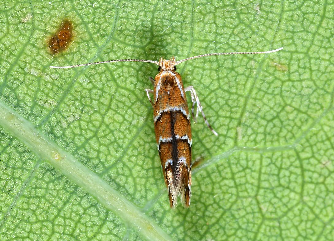 Rückenansicht einer erwachsenen Cameraria ohridella auf einem Rosskastanienblatt. (Foto: Michel Billard)