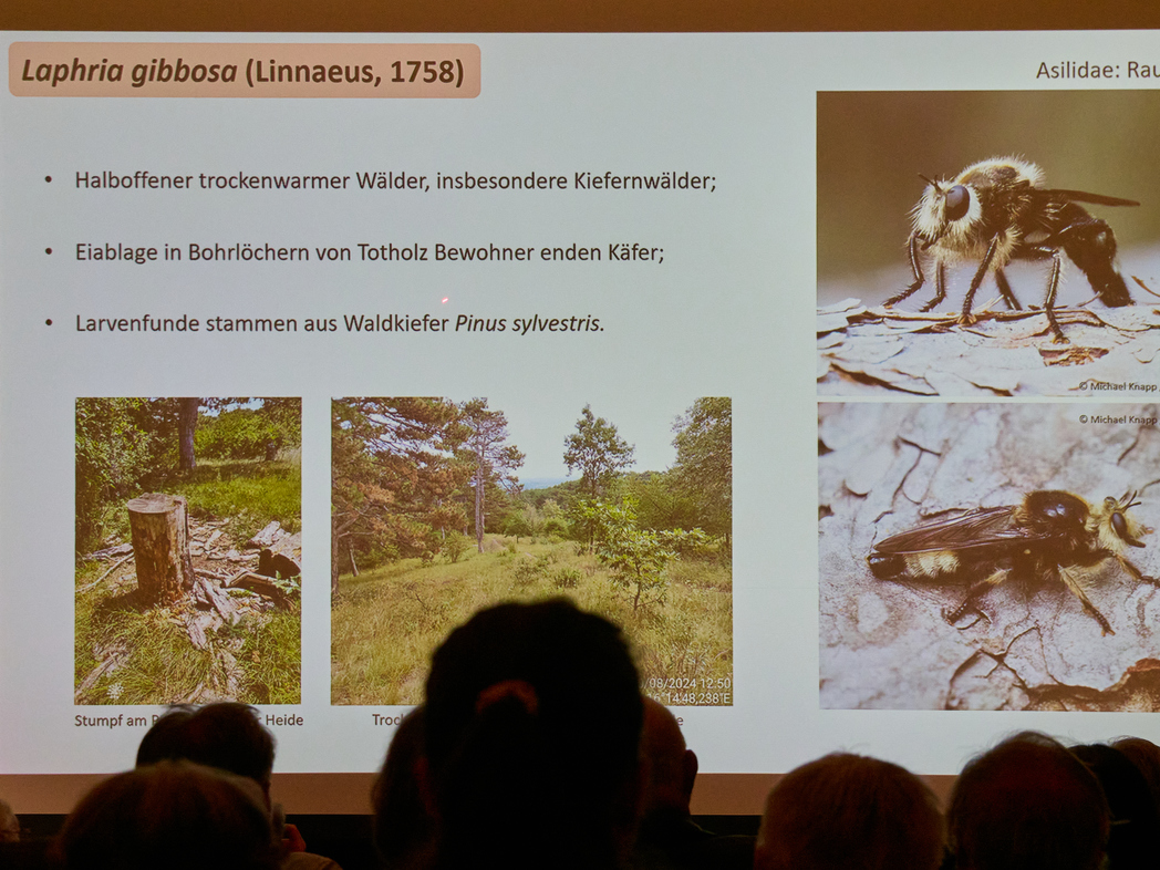 Foto Sonja Schwingesbauer