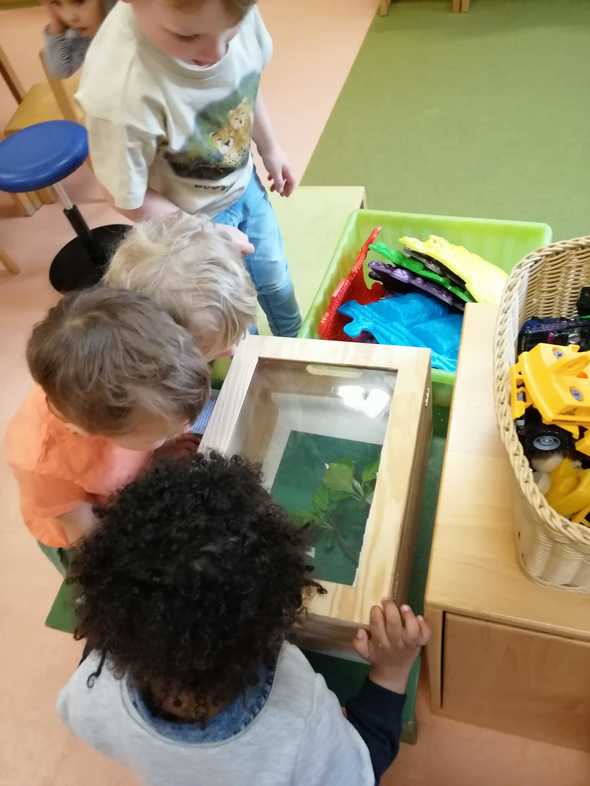 Oft spannender als Fernsehen - die Box mit den Raupen ©Sarah Holzapfel