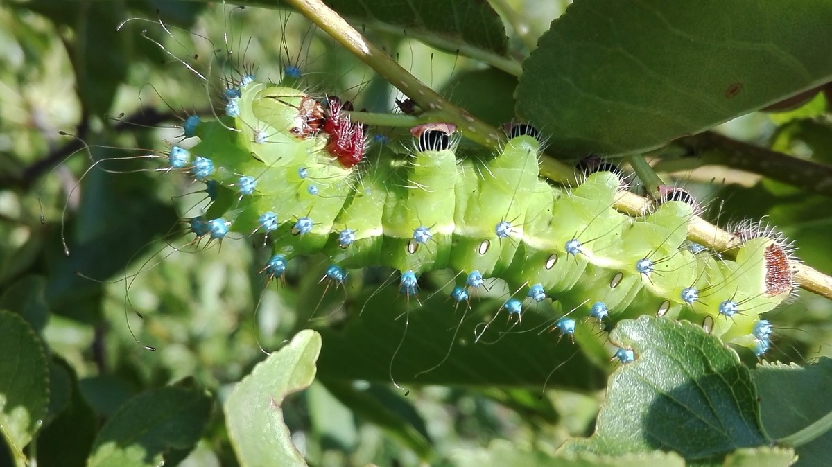 Erwachsene Raupe © Kirchweger