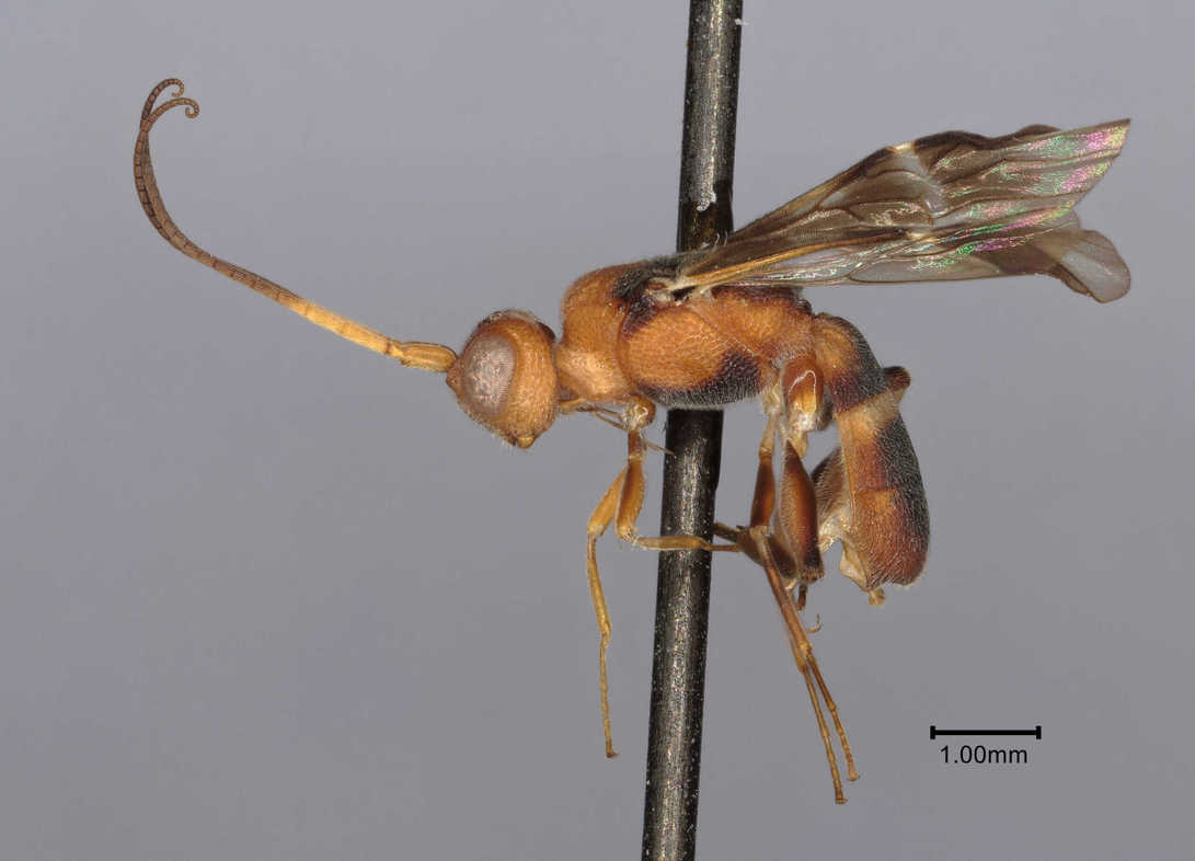 Dentigaster barbarella aus Brasilien, Paratypus. Eine Brackwepsengattung und -art, die von Dr. Herbert Zettel erstmals beschrieben wurde. Viele Brackwespen gehören im biologisch bewirtschafteten Garten zu den Nützlingen. Diese parasitoiden Arten ernähren sich im Larvenstadium oft von Raupen.  © Tamara Spasojevic.