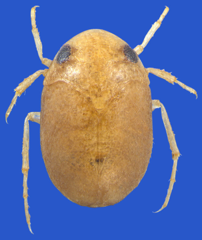 Fischerotrephes depressus aus Borneo, Paratypus. Diese interessante Art mit außergewöhnlicher Lebensweise, die von Dr. Herbert Zettel neu beschrieben wurde, gehört zu den Wasserwanzen. © Harald Bruckner, NHMW.