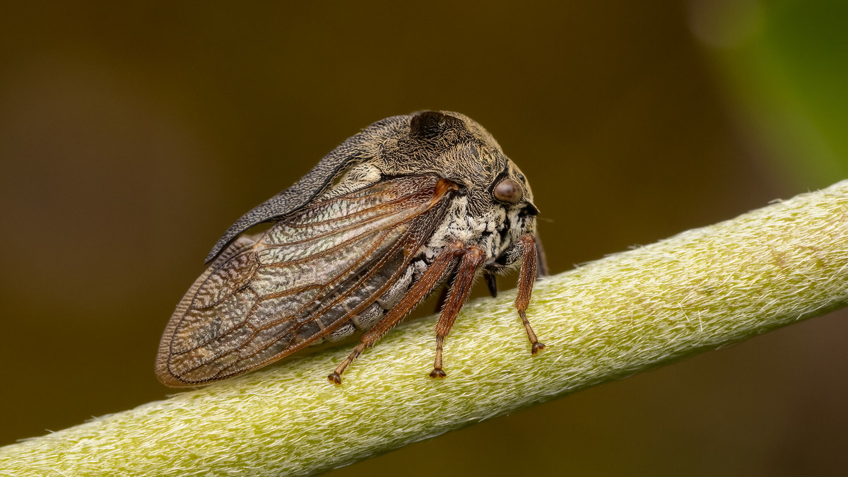 © Per Hoffmann-Olsen