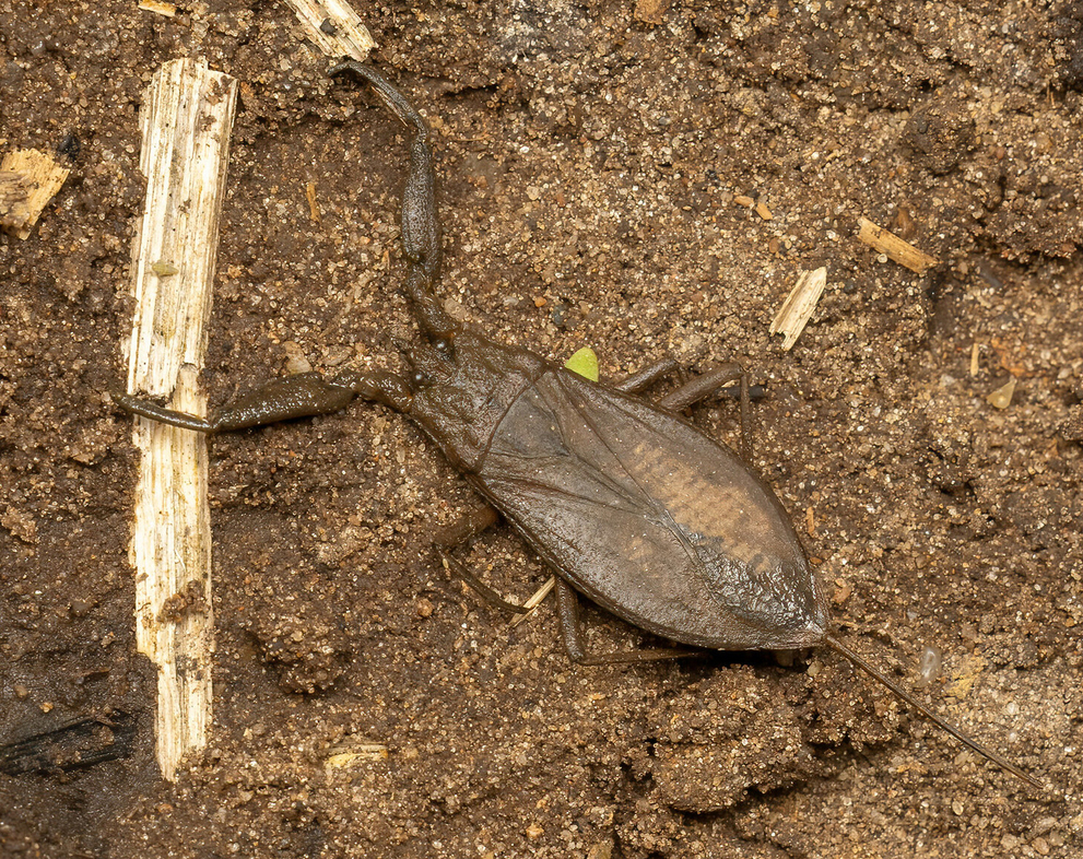 Der typische Lebensraum des Wasserskorpions (Nepa cinerea) sind Flachwasserzonen, die nicht tiefer als die Länge seines Schnorchels sind. © Per Hoffmann Olsen.