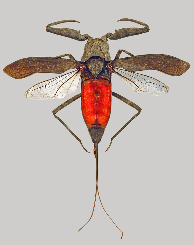 Laccotrephes robustus von den Philippinen zählt mit fast 4 cm Körperlänge (plus ebenso langem Sipho) zu den größten Wasserskorpion-Arten der Erde. Der rote Rücken ist normalerweise von den Flügeln verdeckt. Wasserskorpione fliegen extrem selten. Am Trockenpräparat sieht man, dass der Sipho aus zwei Hälften zusammengesetzt ist. © NHMW / Harald Bruckner.