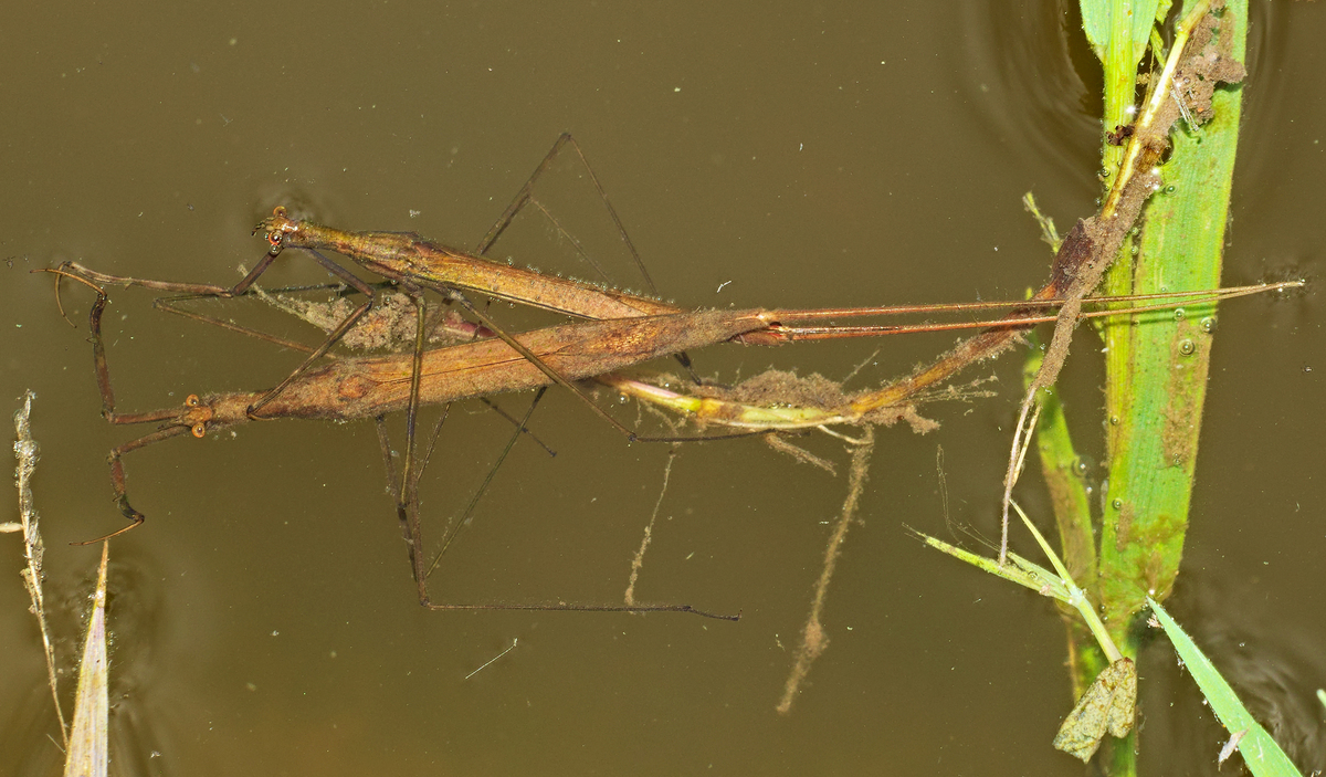 Die heimische Stabwanze (Ranatra linearis) bei der Paarung. © Andreas Eichler, CC BY-SA 4.0.