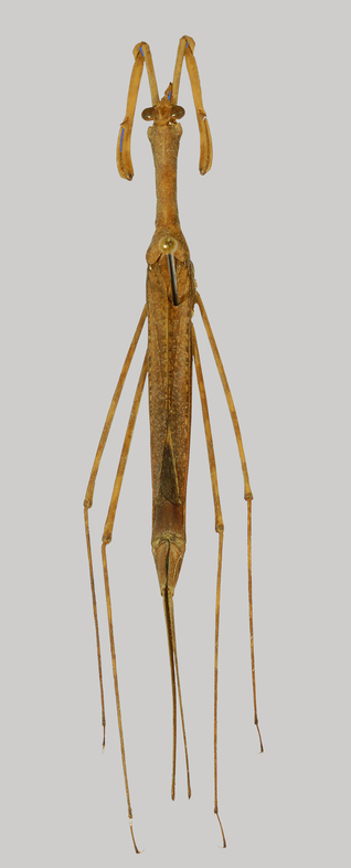 Die Stabwanze Ranatra stali ist ein Endemit der Philippinen. Im Gegensatz zu unserem Stillwasserbewohner Ranatra linearis besiedelt er die Ränder langsam strömender Bäche und Flüsse. © NHMW / Harald Bruckner.